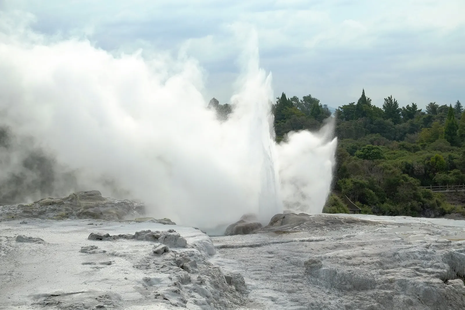 Pōhutu Geyser throws a tall white plume above pale sinter terraces at Whakarewarewa